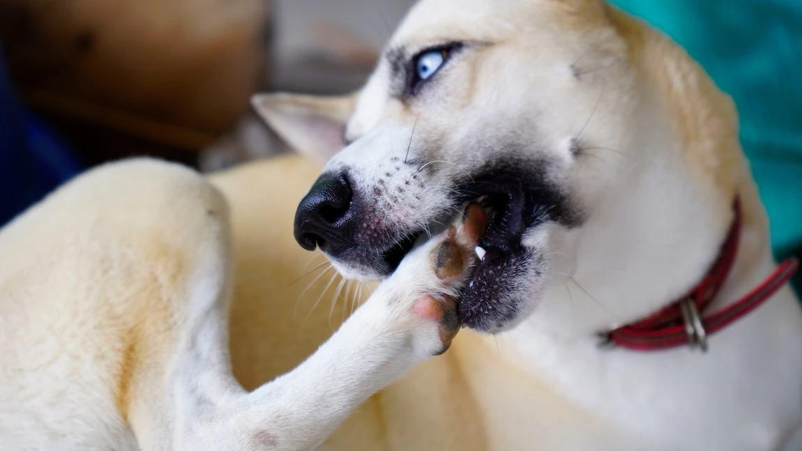 狗狗舔腳